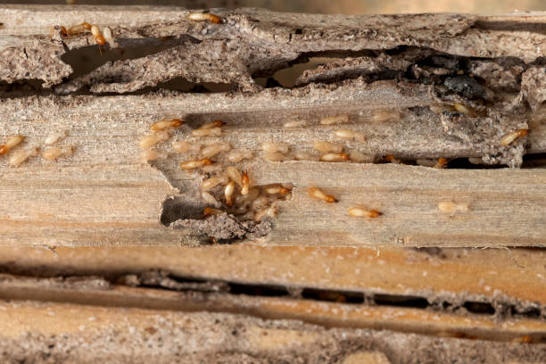 Best Insect Control  in Jennings, MO