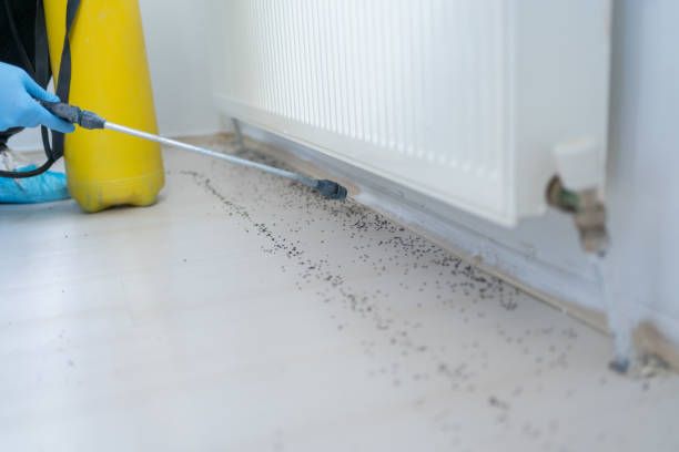 Best Local Pest Control Services  in Jennings, MO